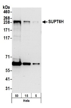 Spt6 Antibody, Novus Biologicals 0.1mL; Unlabeled:Antibodies, Polyclonal